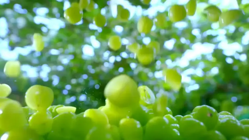 샤인머스켓가격효능