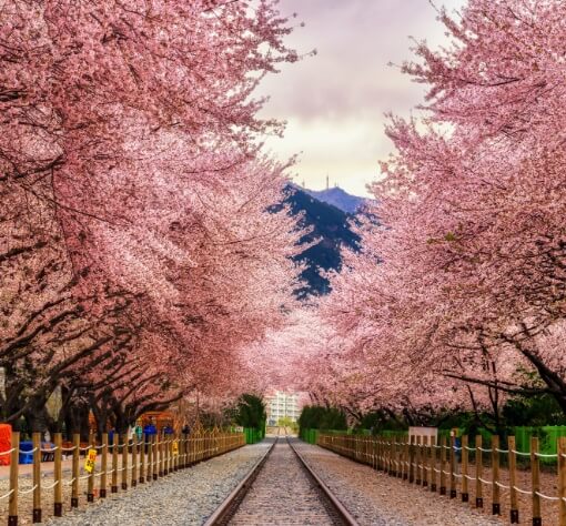 진해 군항제 일정