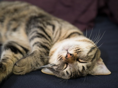 잠자는 고양이.