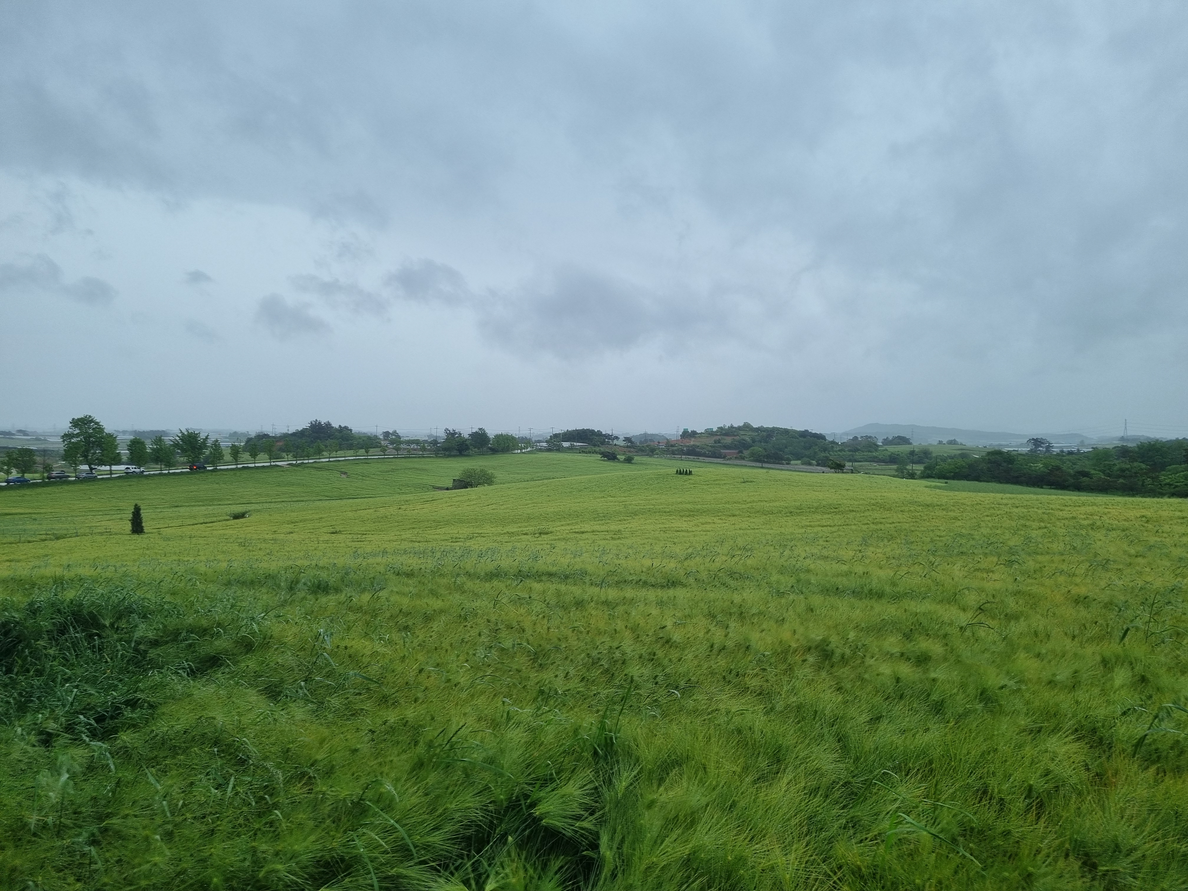 고창 청보리밭축제