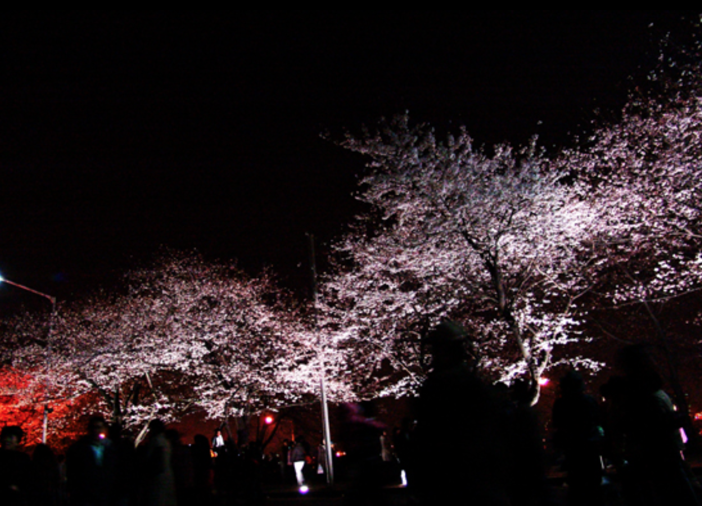 여의도 윤중로 벚꽃 야경 한강 봄꽃축제 풍경