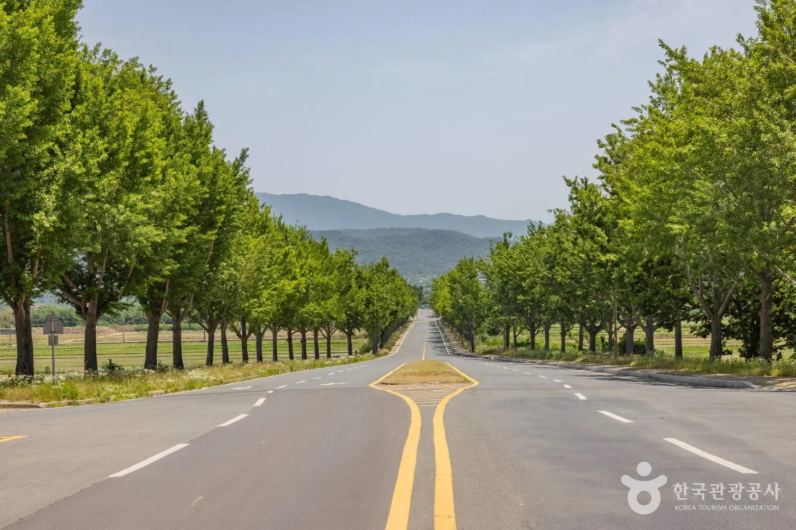 은행나무-길(출처-한국관광공사)
