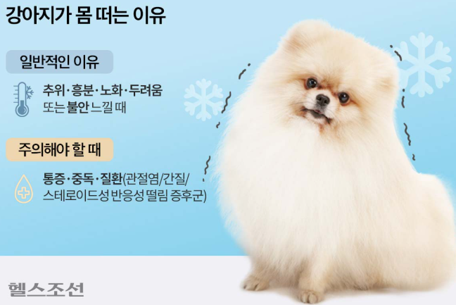 강아지 헥헥거림 떨림 디스크 심장병 기침 스트레스 영양제 병원비