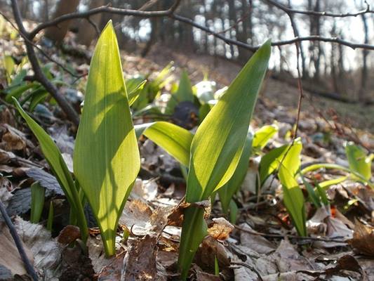 명이나물장아찌담그기,명이나물장아찌,명이나물효능,산마늘,명이나물,명의나물,명이