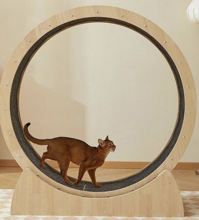 고양이 캣휠 추천 6 무소음 캣휠