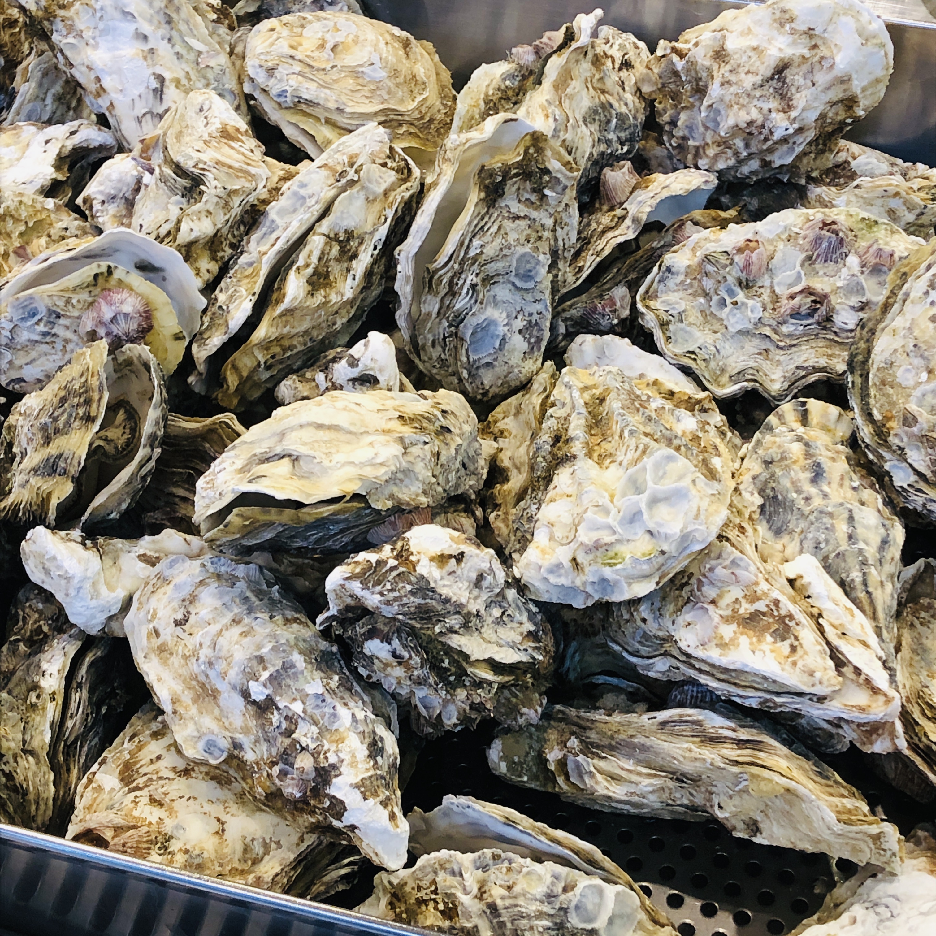 굴 제철 시기 정리, 굴찜 사진