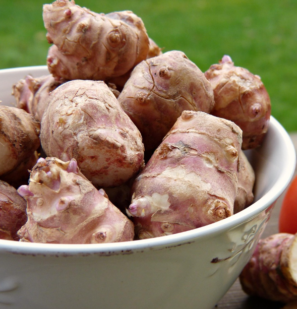 돼지감자의 모습