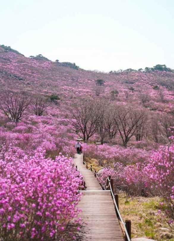 비슬산 참꽃