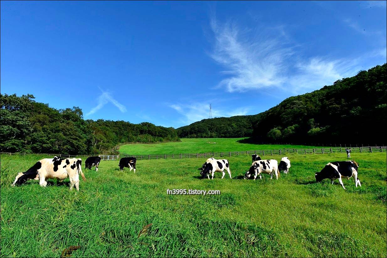 대관령 하늘목장