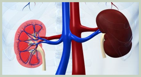 크레아티닌 수치가 높을때 치료