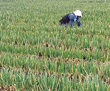 2025 농업직불금 지급시기 신청방법 