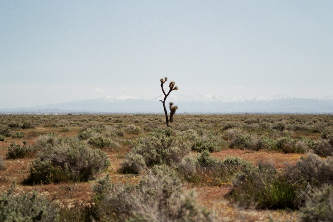 Mojave