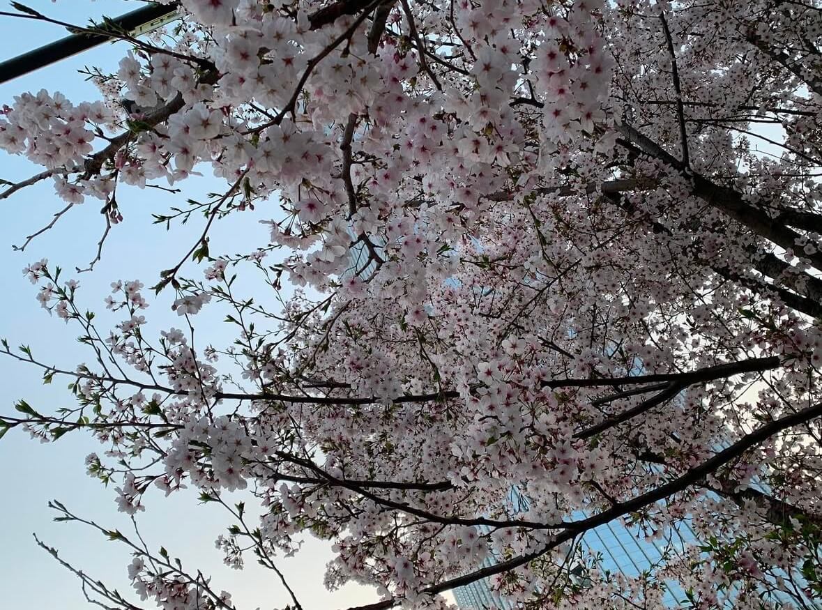 석촌호수 벚꽃 축제 일정