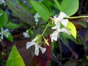 백화등 키우기 삽목방법 가지치기 꽃 노지월동까지_12