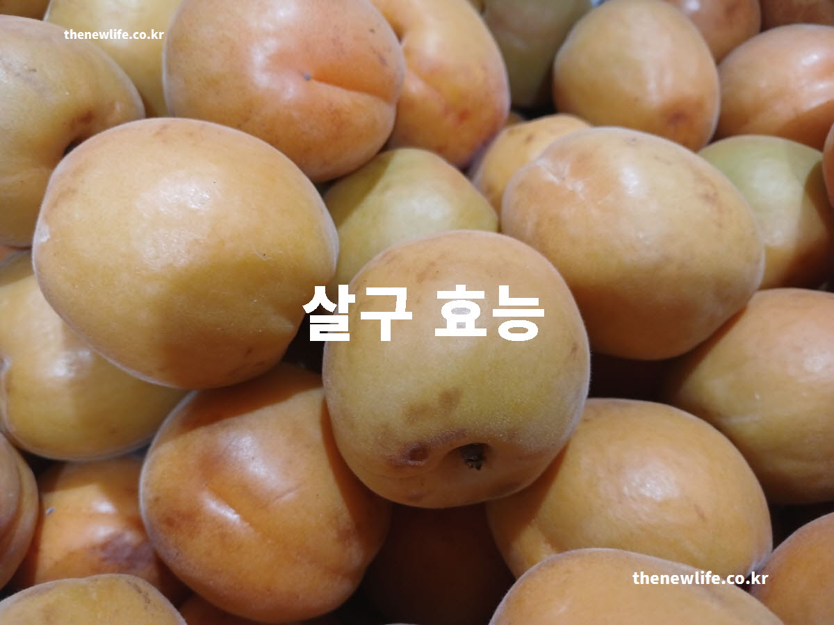 살구 효능 대표 실사진