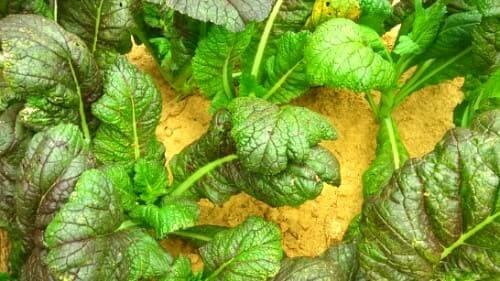 쌈채용-적겨자-수확