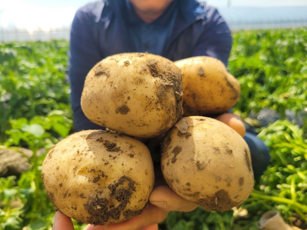 오늘N 가족이뭐길래 경남 밀양 혈당케어 건강쌀 브랜드 초당옥수수 수미감 농부로 주문방법 오늘N 2495회