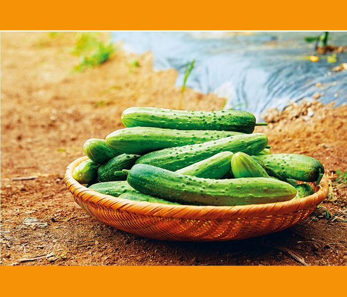 속이 미식거릴때 좋은음식 - 오이