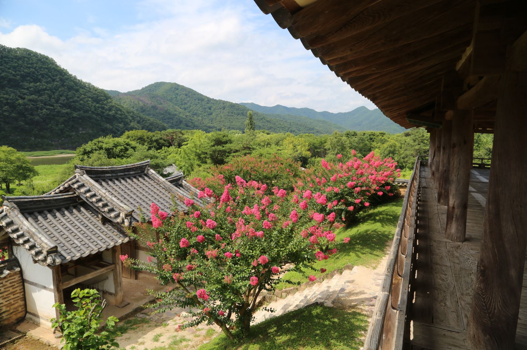 안동 병산서원 배롱나무 꽃