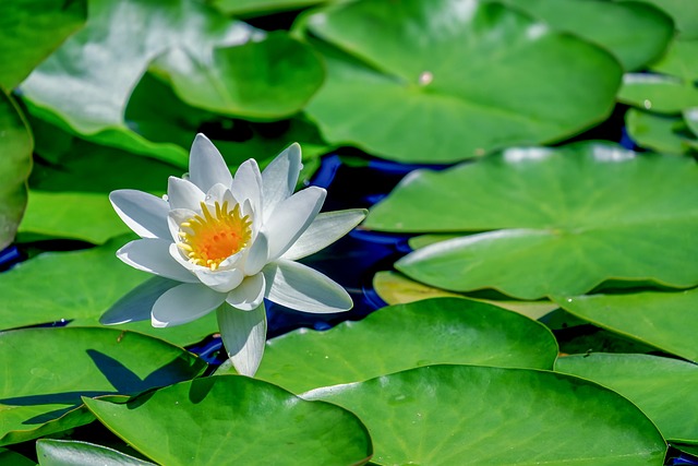 수련