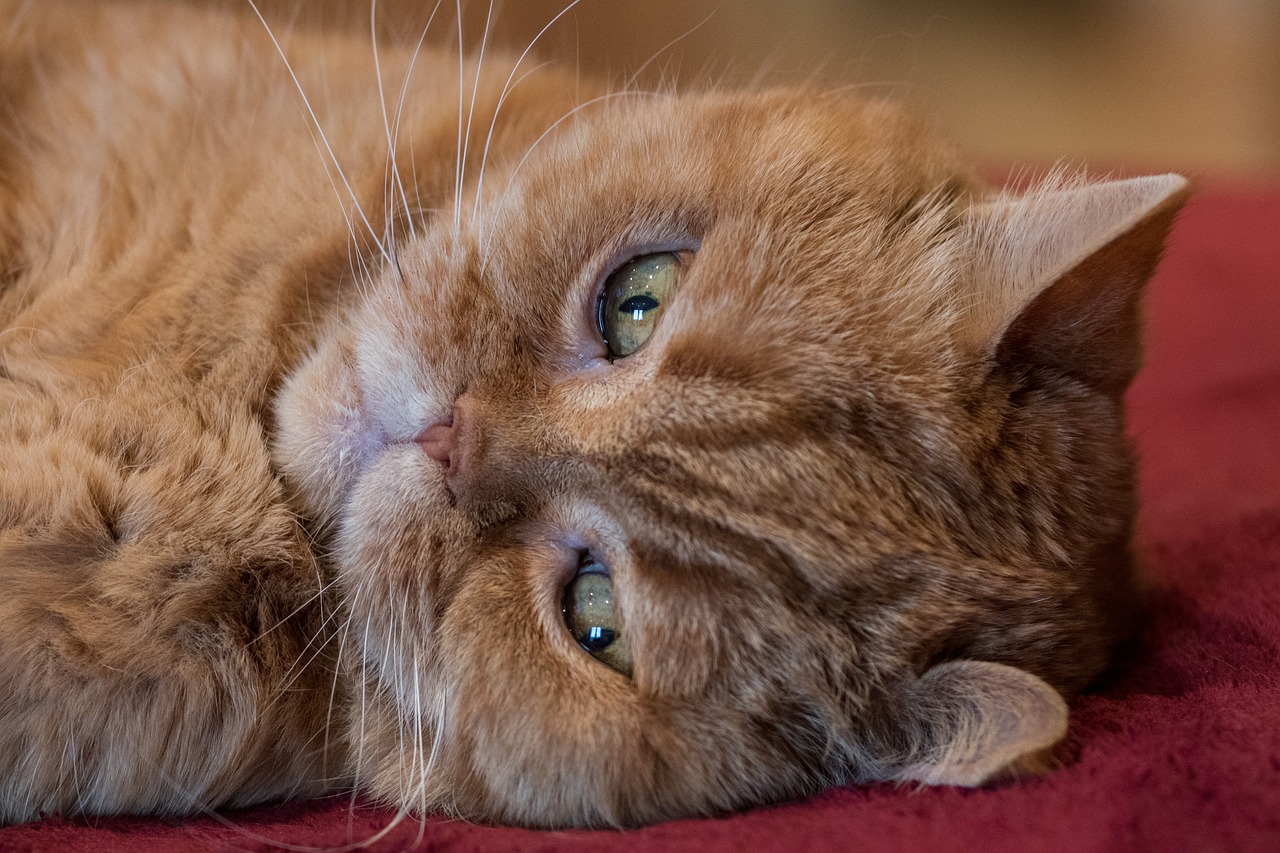 엑조틱 쇼트헤어(Exotic Shorthair)2