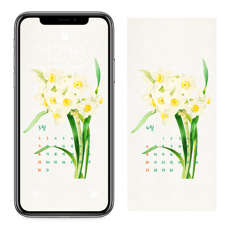 11 흰색 수선화 일러스트 AB - 2025년3월 아이폰달력배경화면