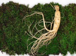 정관장 창업에 대하여 알아보기