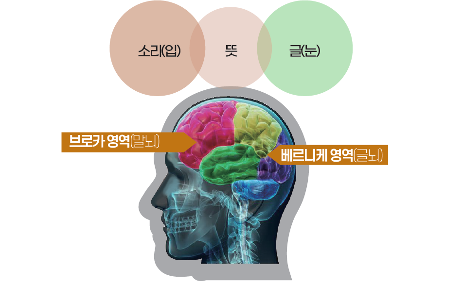브라카 뇌(말뇌)&#44; 베르니케 뇌(글뇌)
