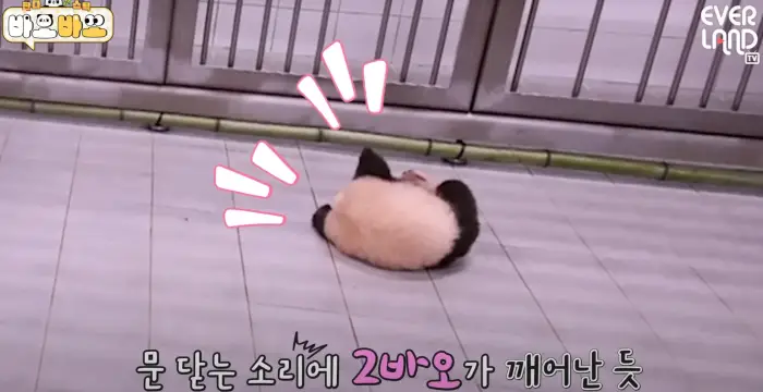 아기바이오-판다