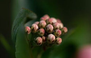아로니아 먹는 가장 좋은 방법