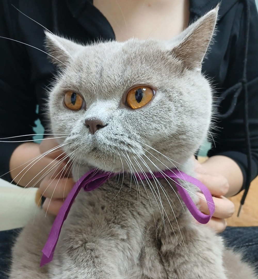 소창 손수건으로 눈곱 제거 후 깨끗해진 고양이 누니