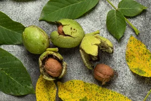 아토피에-좋은-음식