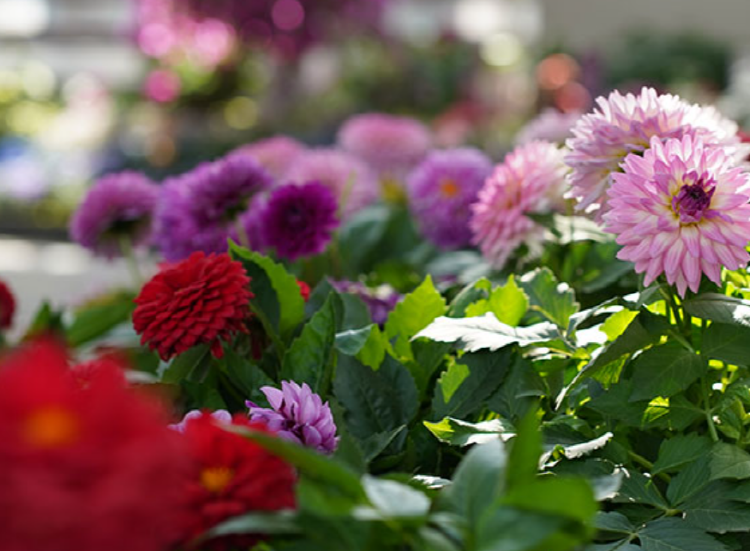 가평 베고니아 새정원