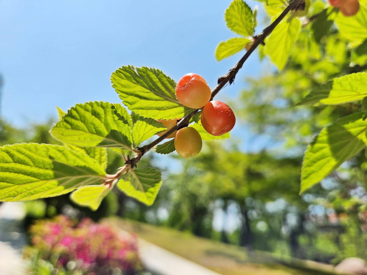 앵도나무(앵두나무)