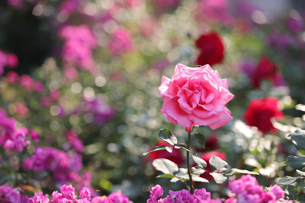 정원 가꾸기를 통한 스트레스 완화와 마음 치유