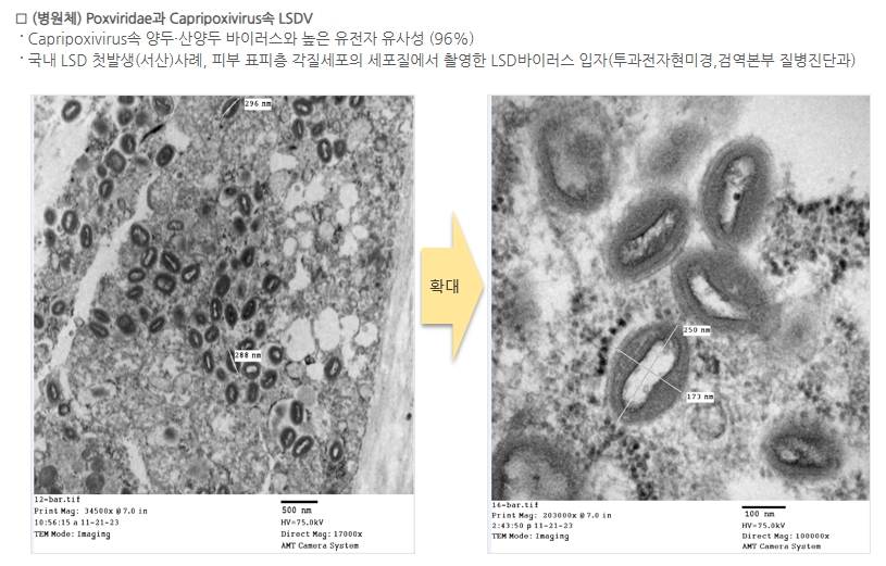 전자현미경으로 촬영된 럼피스킨 바이러스의 구조 확대 사진