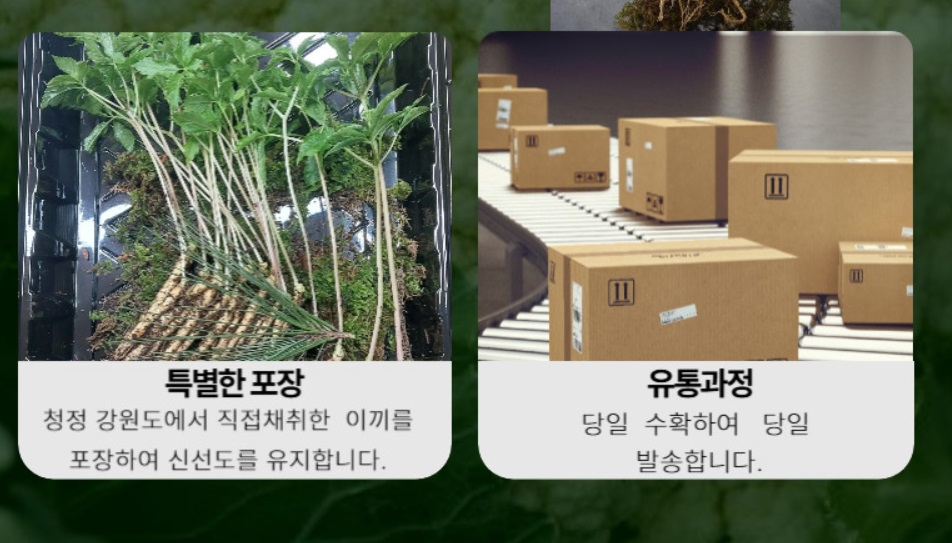 6시내고향-강원-원주-새싹삼-함결농장-함결새싹삼농장-강원도-스마트팜