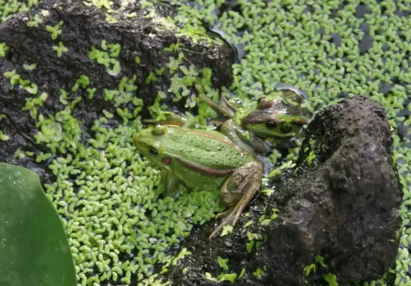 금개구리 보호해야하는 이유와 해결방법