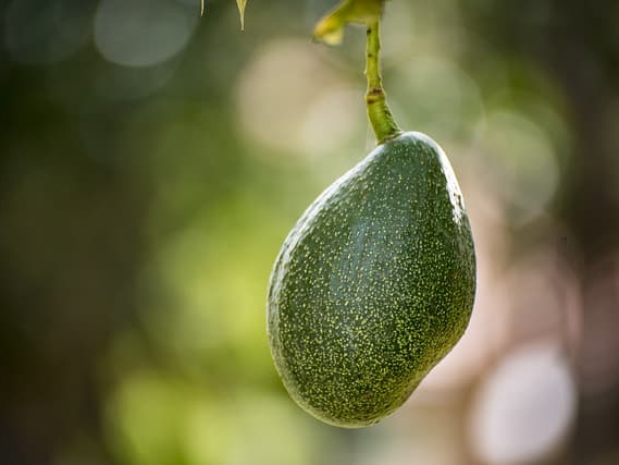 아보카도 오일 서능한 곳에 보관