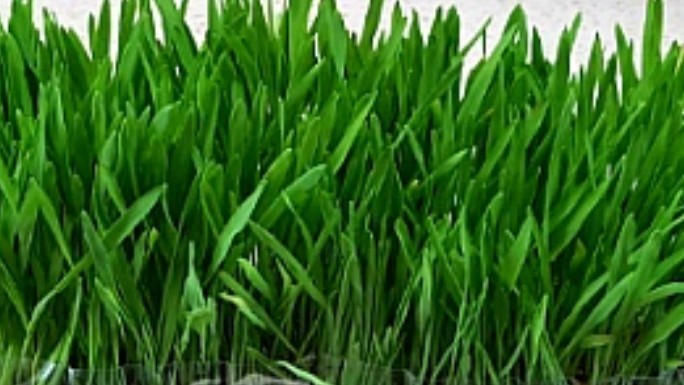 새싹보리 효능 천식예방