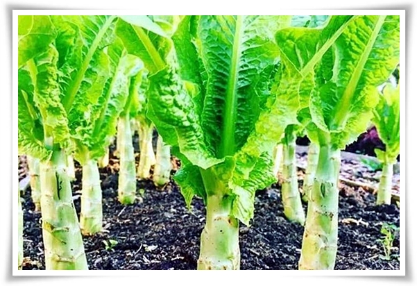 텃밭 "궁채(줄기상추)" 황제가 사랑한 채소, 건강과 맛을 다 잡는 비법!