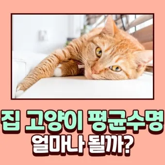 집고양이 vs 길고양이 평균 수명 차이 심층 분석_2