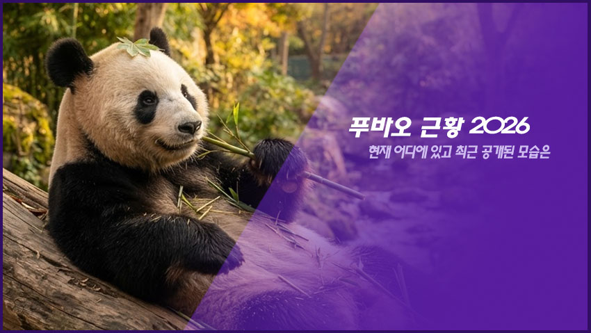 푸바오 근황 2026｜현재 어디에 있고 최근 공개된 모습은