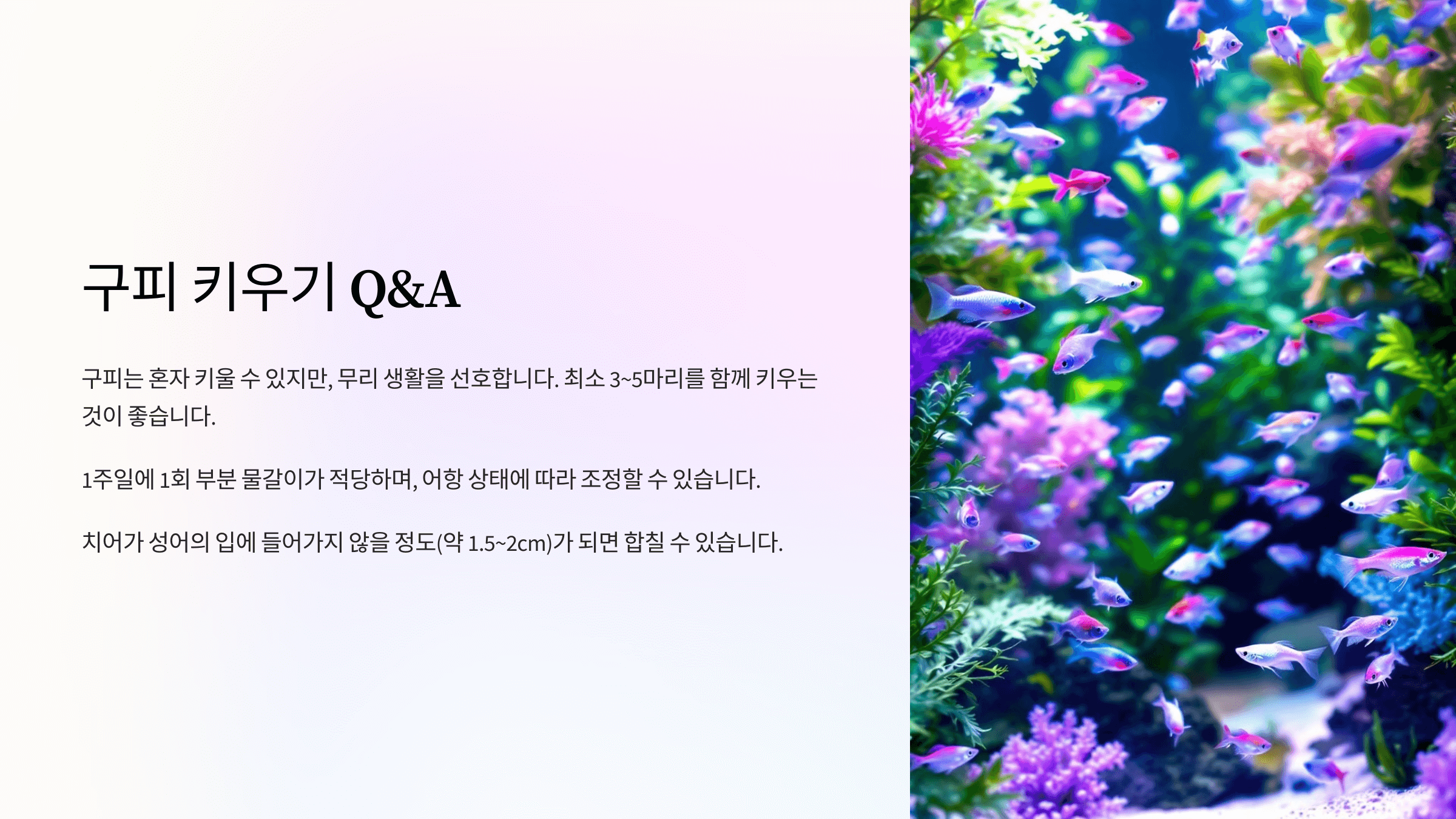 구피 사진입니다.