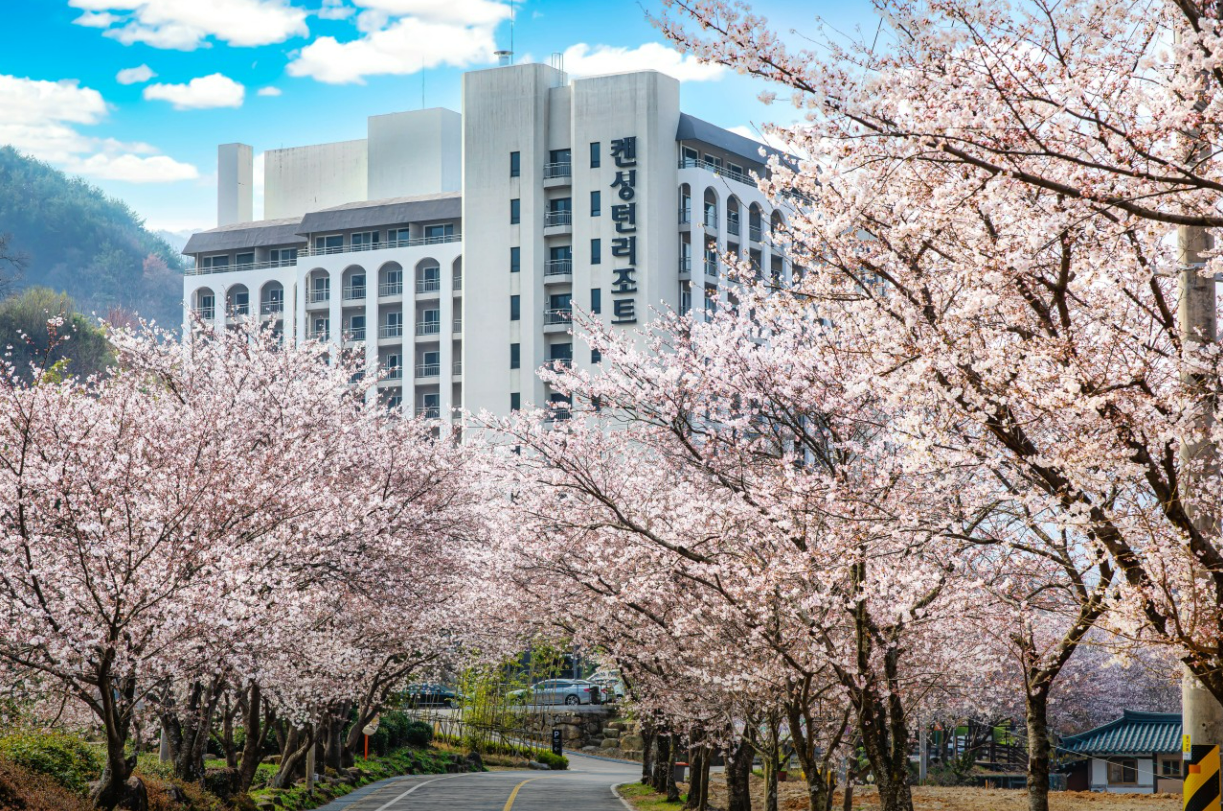 하동-켄싱턴리조트-벚꽃