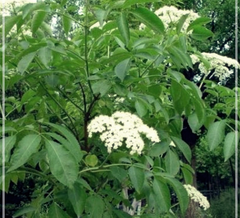 접골목의 효능과 먹는 방법