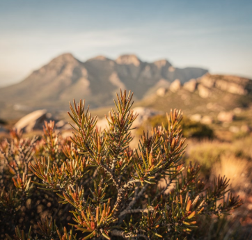 루이보스차의 효능