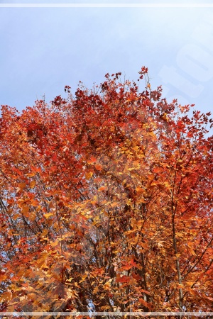 손에 교통카드 한 장을 들고 지하철에 오르는 모습&amp;#44; 간편한 서울 단풍 여행을 상징 