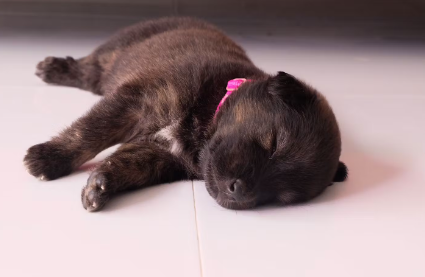 개도 꿈을 꾸니