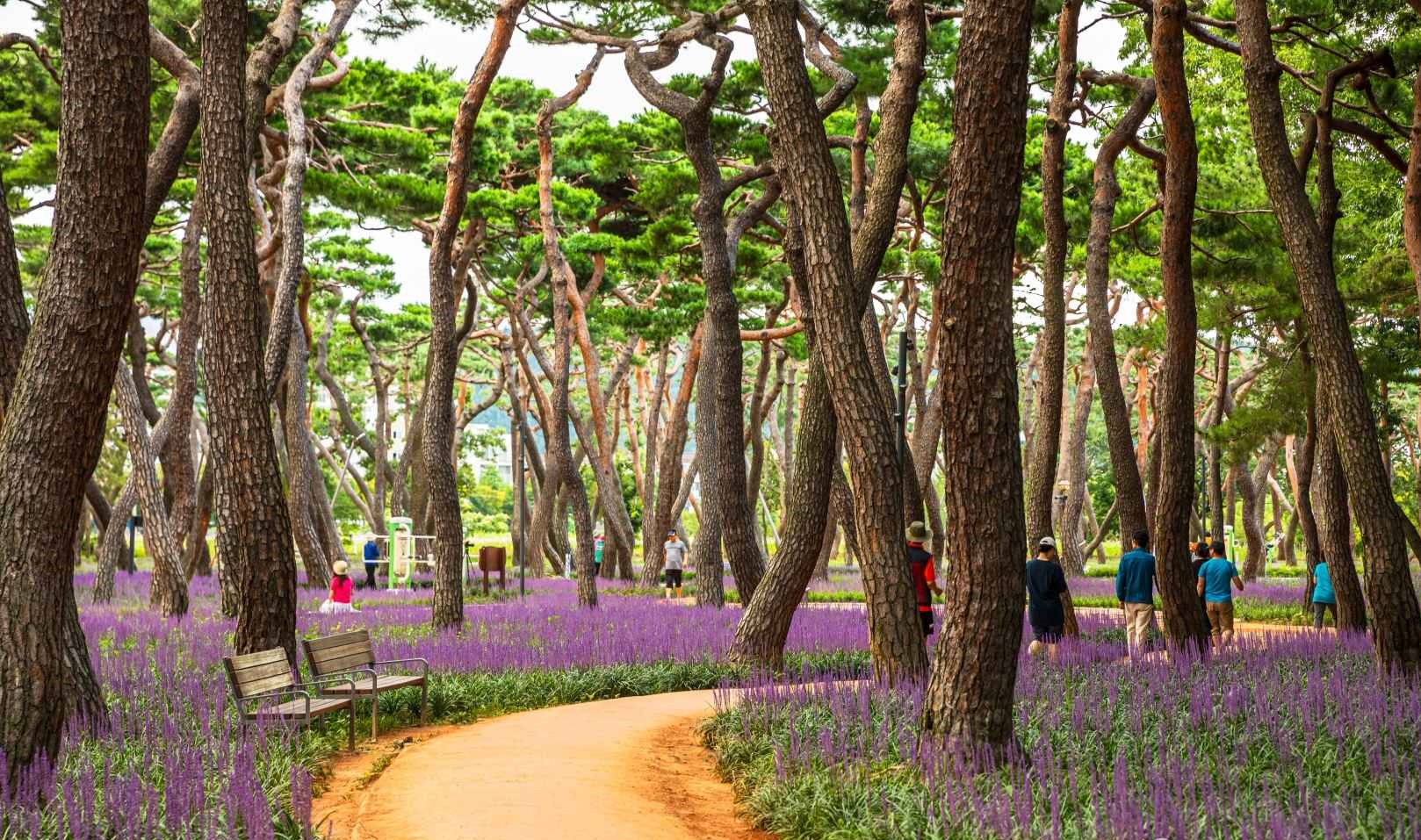 경주 황성공원 맥문동